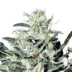 Paradise Seeds Sensi Star