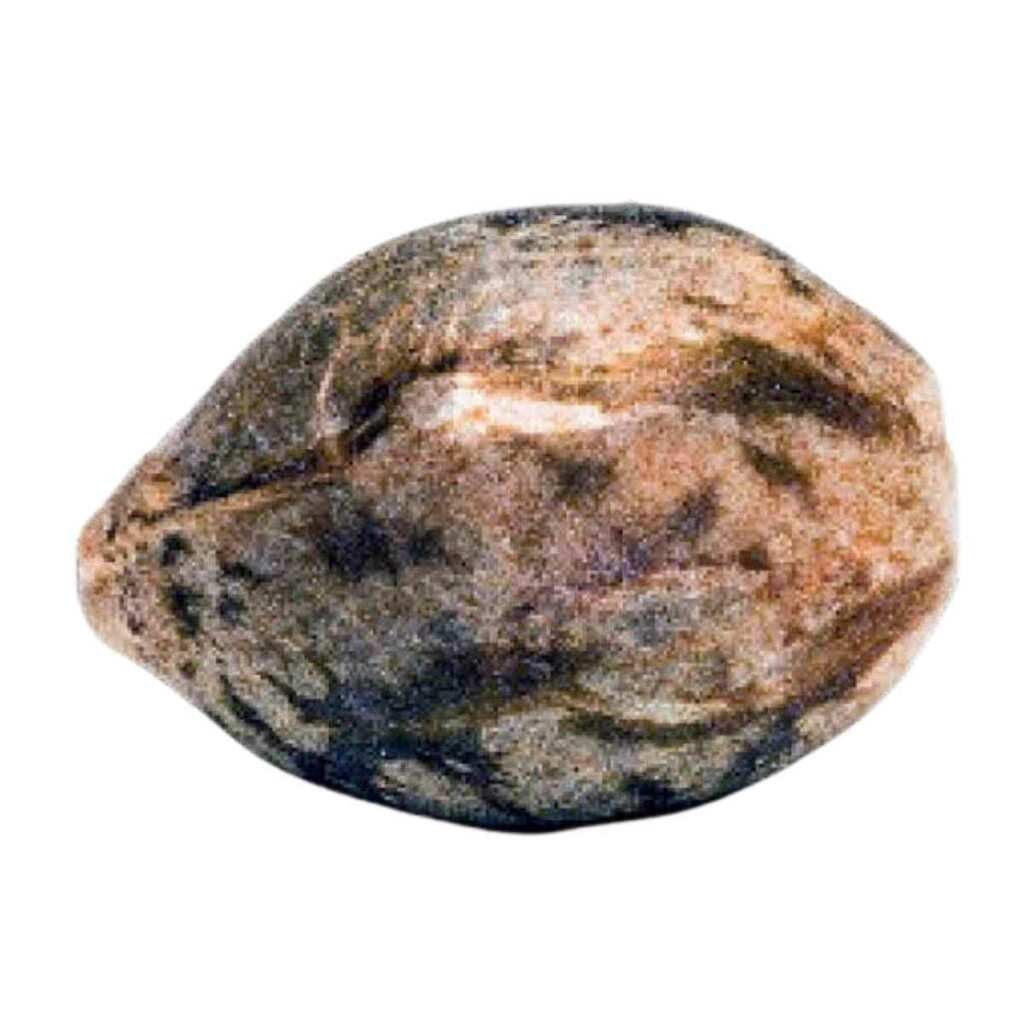 Paradise Seeds Space Cookies – Bild 2