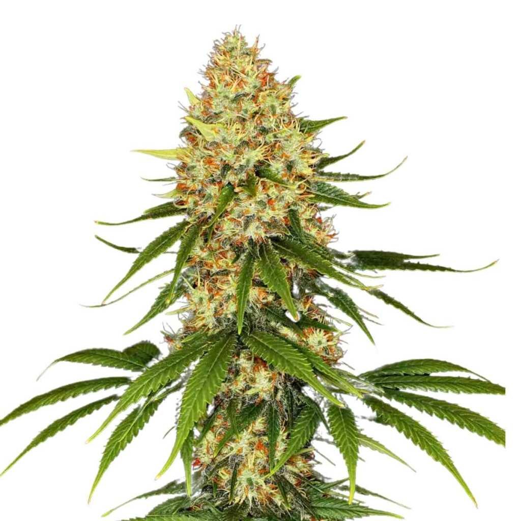 Paradise Seeds Space Cookies – Bild 3
