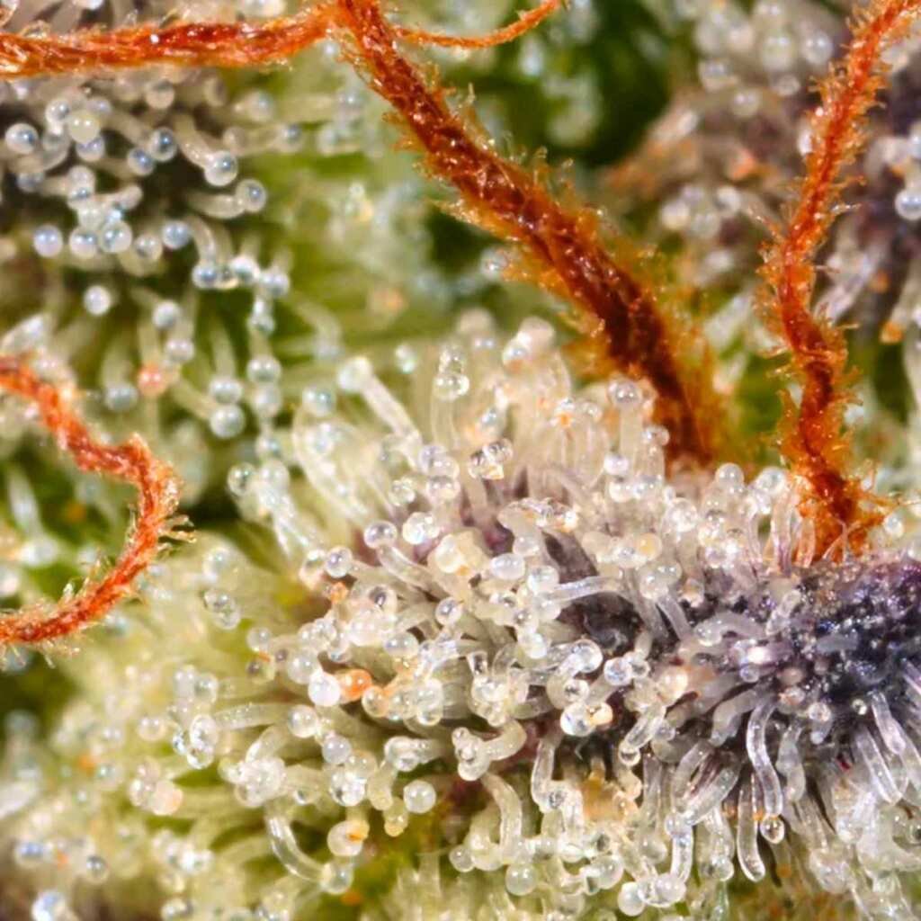 Paradise Seeds Sweetopia – Bild 2