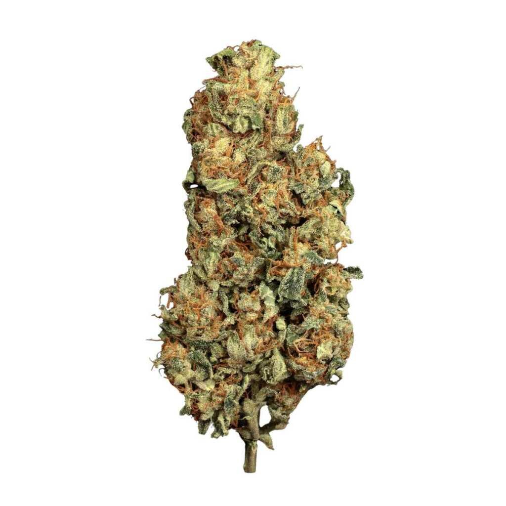 Paradise Seeds Vertigo Auto – Bild 3