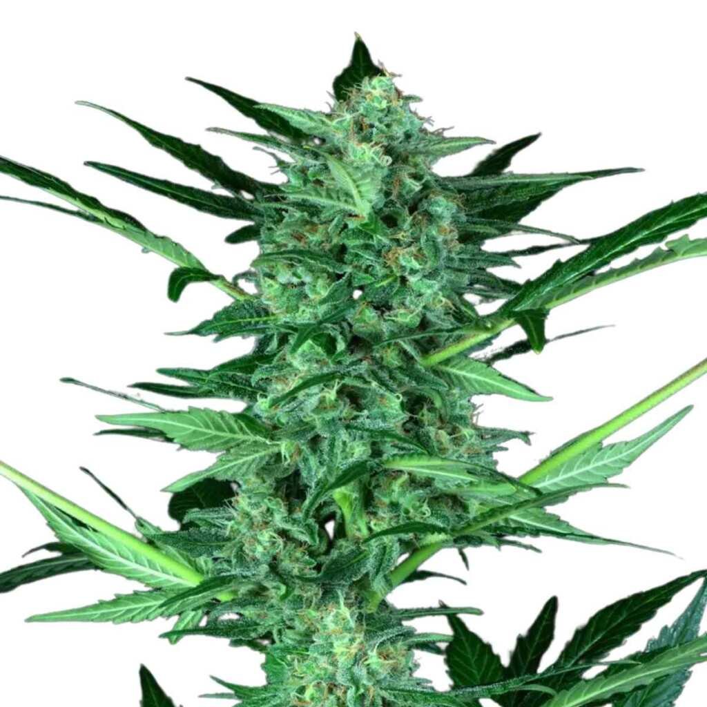 Paradise Seeds Wappa Auto – Bild 3