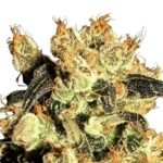 Paradise Seeds White Berry