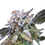 Paradise Seeds White Noise