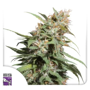 Dutch Passion Pineapple Poison
