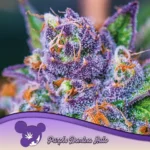 Anesia Seeds Auto Purple Domina - 3 Samen