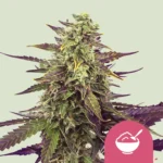 Royal Queen Seeds Cereal Milk