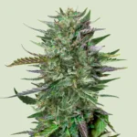 Royal Queen Seeds Do-si-dos