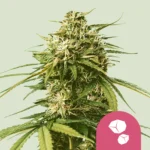 Royal Queen Seeds Gushers