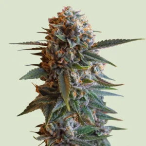 Royal Queen Seeds Mexican Rush