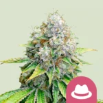 Royal Queen Seeds O.G. Kush