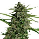 Royal Queen Seeds Orion F1-Hybrid