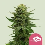 Royal Queen Seeds Blue Mystic