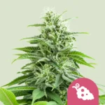 Royal Queen Seeds Fruit Spirit