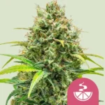 Royal Queen Seeds Lemon Skunk