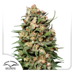 Dutch Passion Skunk #1 Regular