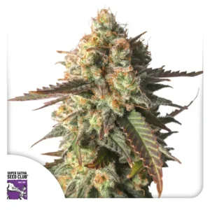 Dutch Passion Strawberry Chemdawg OG