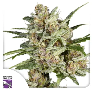 Dutch Passion Super Mad Sky Floater