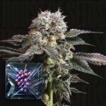 Hash Drip