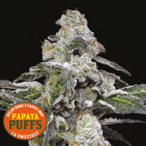 Papaya Puffs