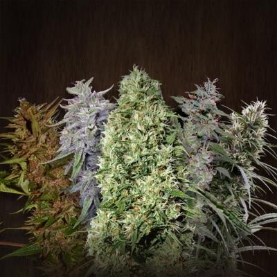 Ace Seeds ACE Mix regulär