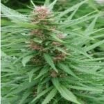 Ace Seeds Ace Mix feminisiert