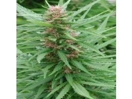 Ace Seeds Ace Mix feminisiert