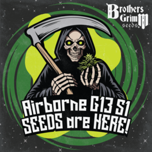 Brothers Grimm Seeds Airborne G13 S1 feminisiert – 9 Samen