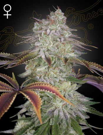 Green House Seed Co. AlienZ