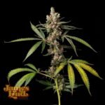 James Loud Genetics Apples & Banana Z regulär – 3 Samen