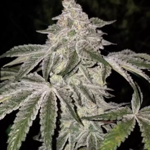 Ethos Genetics Atomic Leisure R1 feminisiert – 5 Samen