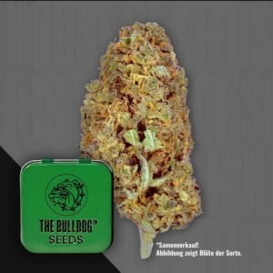 The Bulldog Amnesia