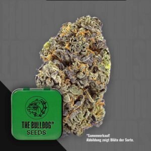 The Bulldog Gelato Auto