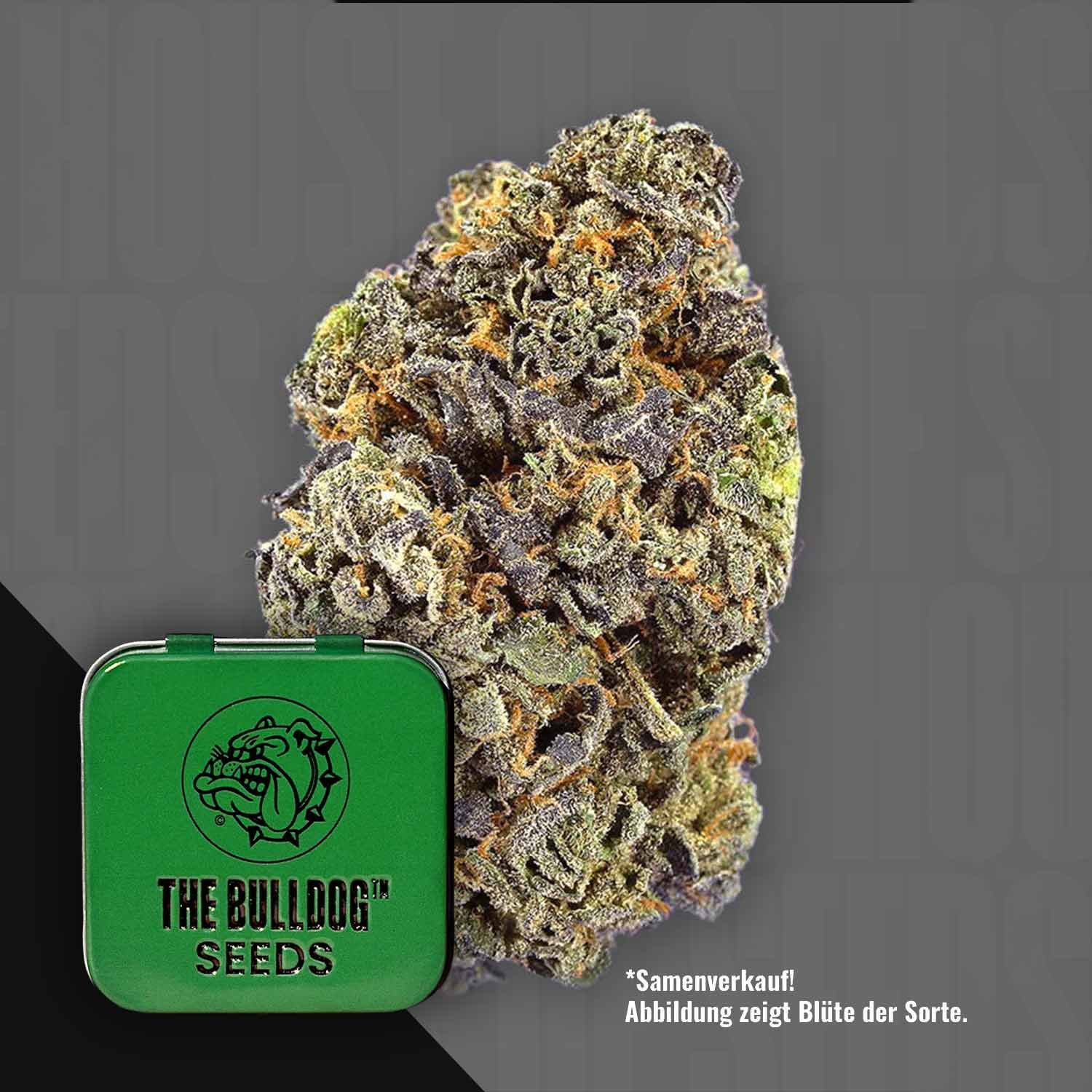 The Bulldog Gelato Auto