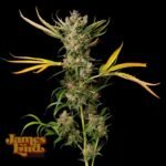 James Loud Genetics Banana Cough regulär – 3 Samen
