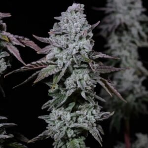 Ethos Genetics Banana Daddy IBL Auto feminisiert – 6 Samen