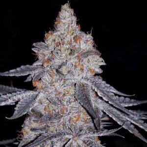 Ethos Genetics Banana Daddy R1 feminisiert – 5 Samen