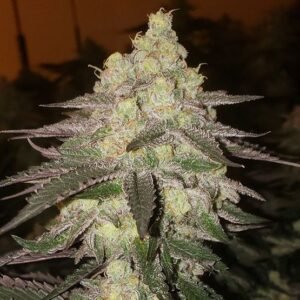 Ethos Genetics Banana Daddy RBX2 Auto feminisiert – 6 Samen