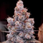 Ethos Genetics Banana Jealousy RF3 Auto feminisiert – 6 Samen