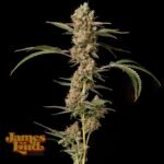 James Loud Genetics Banana Punch OG Auto autoflowering – 3 Samen