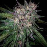 Grand Daddy Genetics Bay Berry regulär – 10 Samen