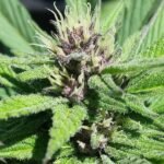 Grand Daddy Genetics Bay Thunderbolt regulär – 10 Samen