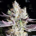 Ethos Genetics BooBerry Cookies RBX feminisiert – 5 Samen
