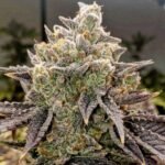 Ethos Genetics Bubble Gummy Auto feminisiert – 6 Samen