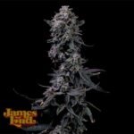 James Loud Genetics Bumpboxx Kush feminisiert – 3 Samen