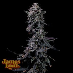 James Loud Genetics Bumpboxx Kush feminisiert – 3 Samen