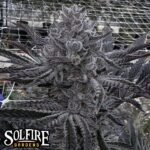 Solfire Gardens Butter Balm feminisiert