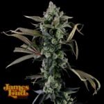 James Loud Genetics Candy Island feminisiert – 3 Samen