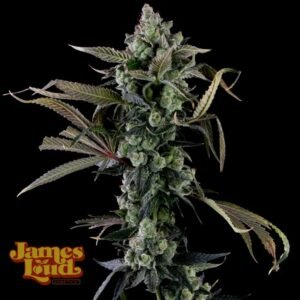 James Loud Genetics Candy Island feminisiert – 3 Samen