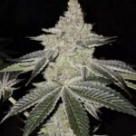 Ethos Genetics Chama! R1 feminisiert – 5 Samen